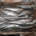 Top Fresh Frozen Sardine For Fishing Bait